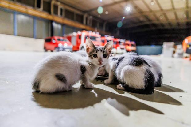 Vrgorac: Vatrogasci spasili 4 mačiča iz šahta gdje su ih pronašli ostavljene