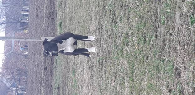 SUPER FOTKE vaših ljubimaca! Neki bi mogli biti viralni hit, ali svi su jednostavno neodoljivi