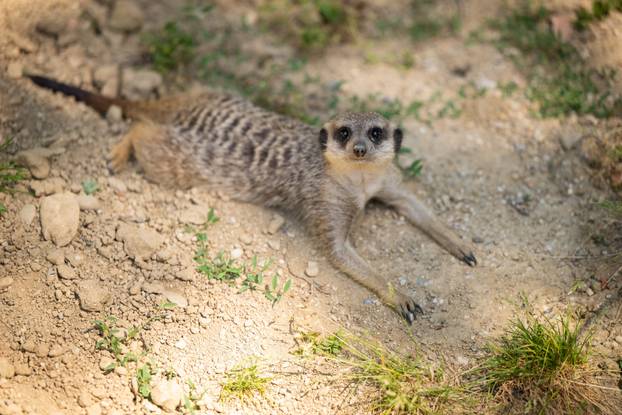 Zagreb: Životinje u Zoološkom vrtu odmaraju tijekom vrućina