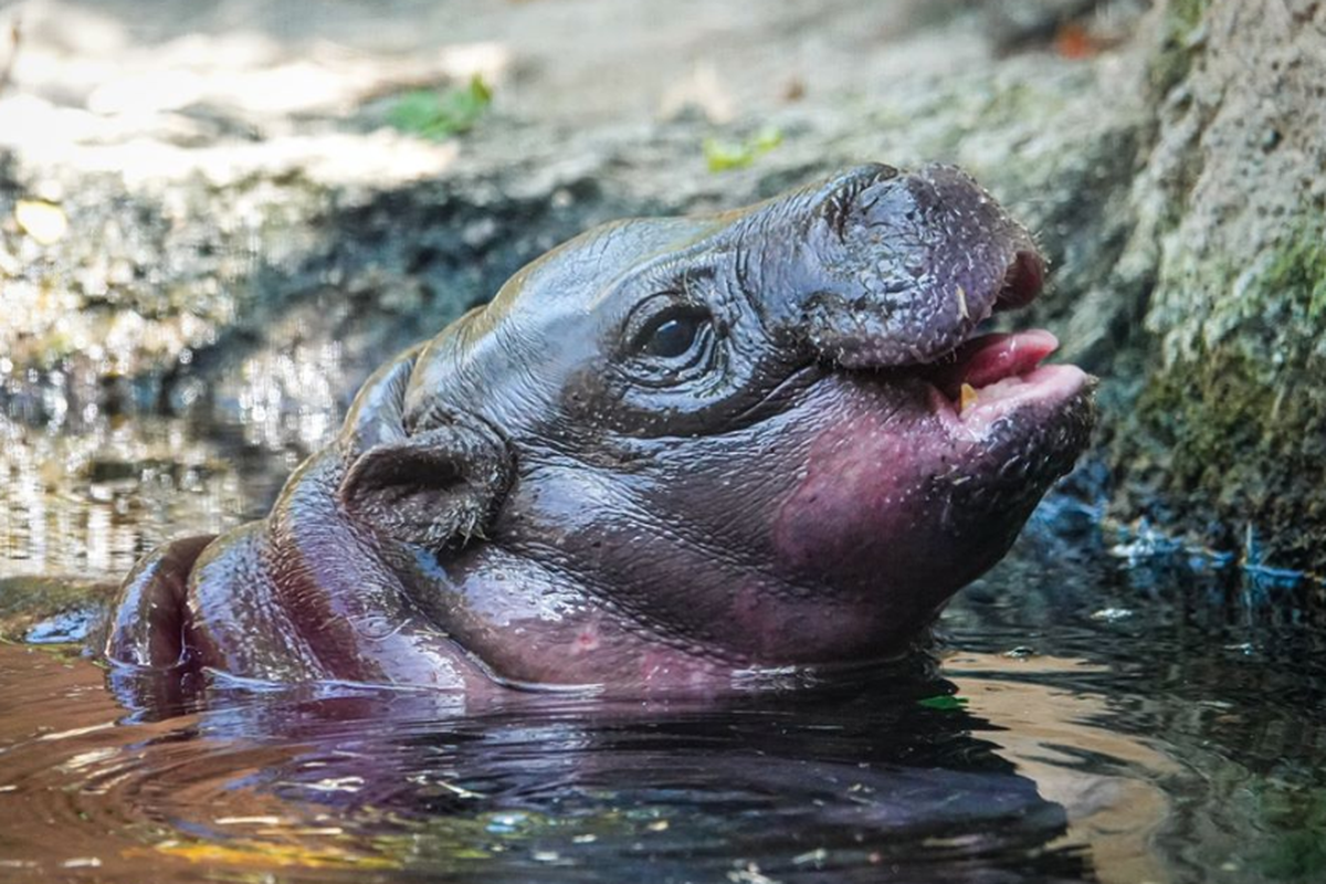 Prvo mladunče patuljastoga vodenkonja u ZOO-u San Diego nakon više od 30 godina