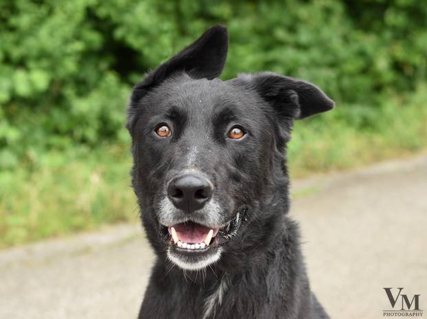 FOTO Ovi preslatki psići iz Noine Arke traže obitelj i stalni dom