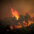 Požari haraju Italijom, najgore u Kalabriji: Gori raslinje i šuma