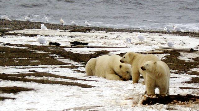 File picture of polar bears within the 1002 Area of the Arctic National Wildlife Refuge