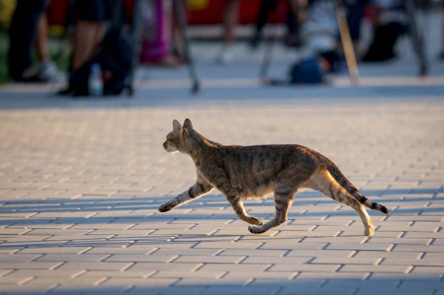 Benkovac: Organizatori benkovačkog festivala "Nosi se" koji je odgođen nakon prosvjeda branitelja održali mirni prosvjed