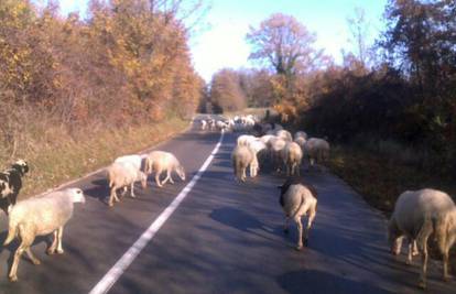 Ovce bez nadzora hodaju po cesti i opasnost su za vozače