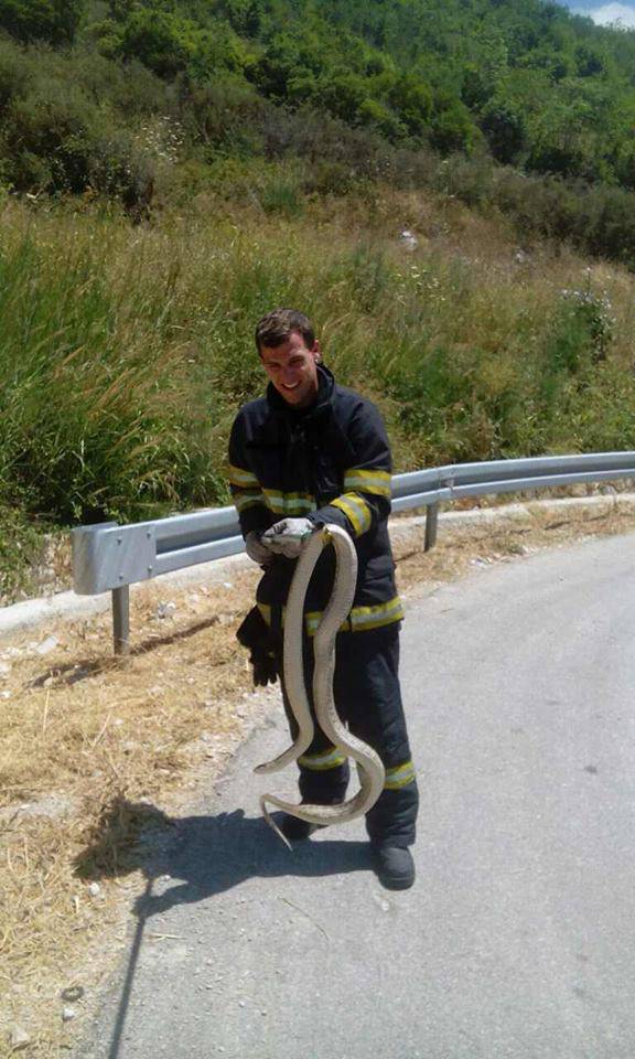Kravosas u Mokošici: 'Najveća zmija koju sam ikad uhvatio!'