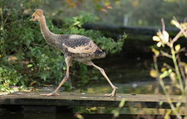 Zagrebački krunati ždralovi predstavljeni javnosti 
