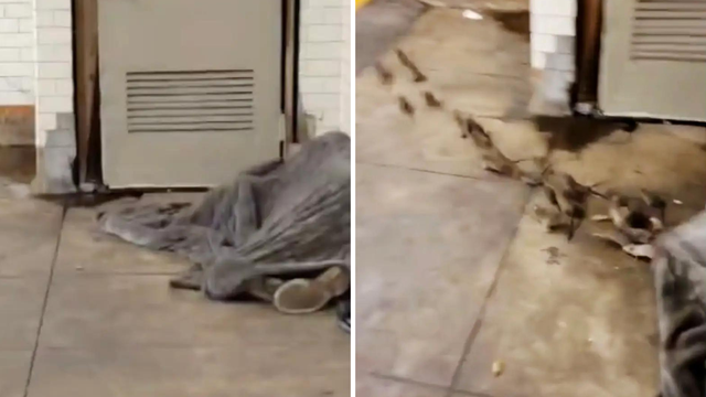 VIDEO Zastrašujući prizor iz SAD-a: Hrpa štakora spavala s beskućnikom ispod pokrivača