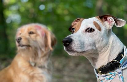 Otkrivena su najpopularnija imena pasa za 2025. Je li ime vašeg ljubimca na popisu?