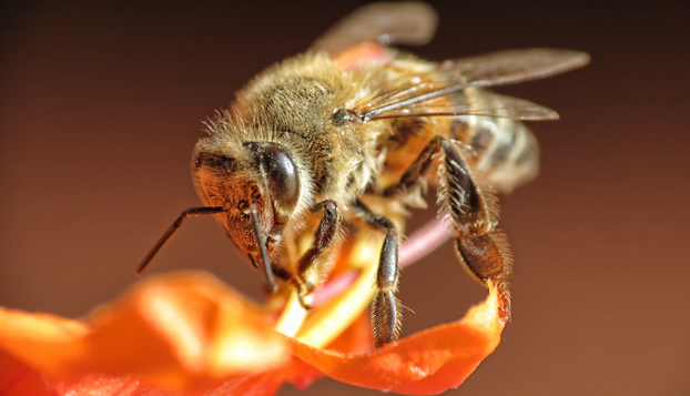 Svjetski je dan pčela! Znate li koliko su važne za naš planet?