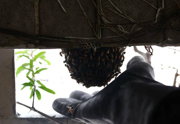 Bee rescuer Clarence Chua removes a bee nest at a public housing apartment in Singapore
