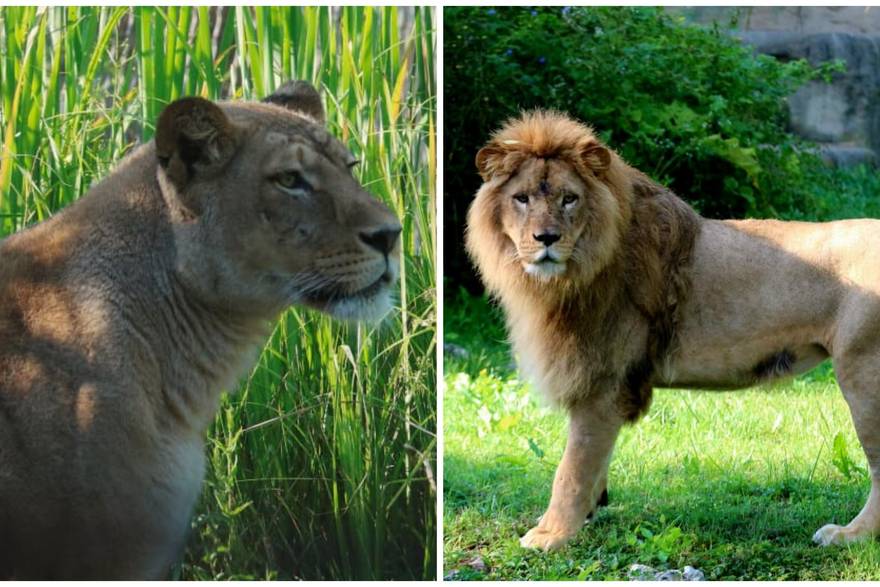Lav ubio lavicu u ZOO vrtu u Zagrebu! Stigli su nedavno