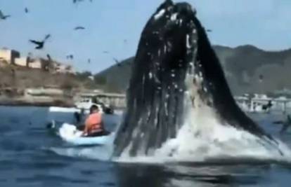 Ogromni kit izronio samo metar od kajakaša