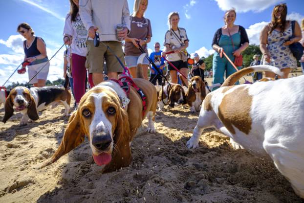 Norfolk: Preko 300 baseta i njihovih vlasnika sudjelovalo u godišnjem 'Waddleu' uz plažu od Wells-next-the-Sea do Holkhama