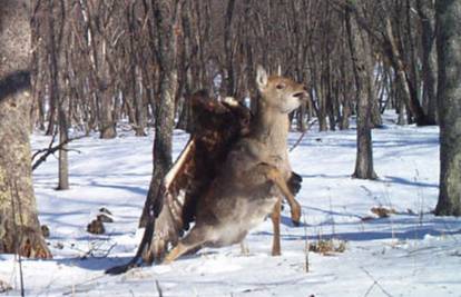Preživljavanje: Snimili kako je orao ulovio mladog jelena