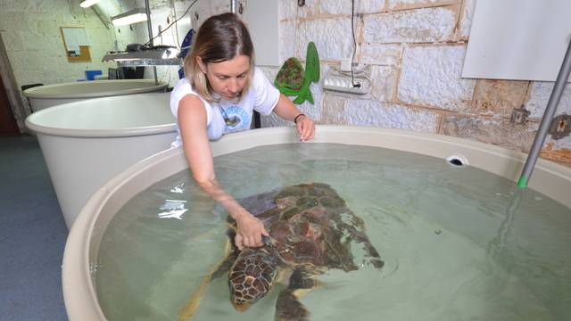 Morske kornjače na oporavku u Puli: Uskoro će nazad u more