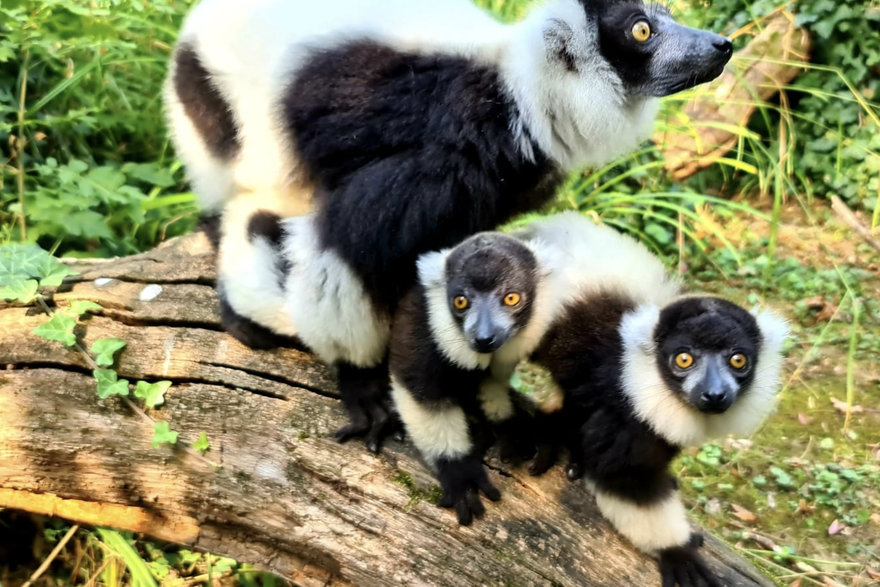 Lemuri