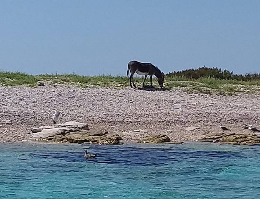 Ostavili magaricu na pustom otoku, nitko joj ne želi pomoći