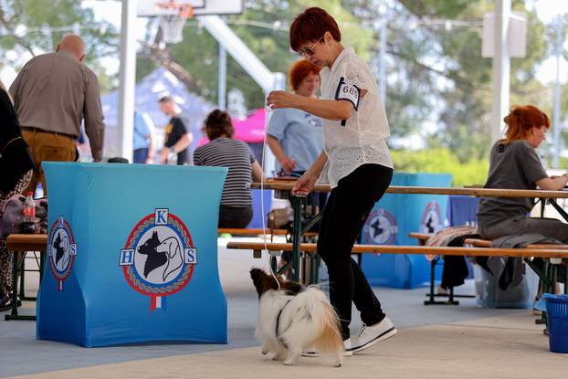Zaton: Međunarodna izložba pasa pod nazivom CACIB Zadar 2025