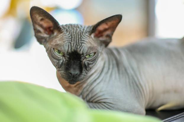 Zagreb: Emilija i Amer Alaydi otvorili su kafić Animal caffe