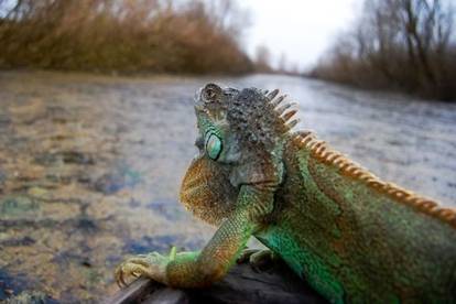 Bizaran meteoalarm: Na Floridi će od hladnoće padati - iguane!