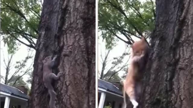 Pustili vjevericu na slobodu, ali 'predator' ju je odmah zaskočio