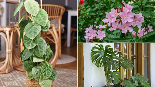 Ovo su biljke koje trebate držati dalje od vrta: Mogu biti opasne