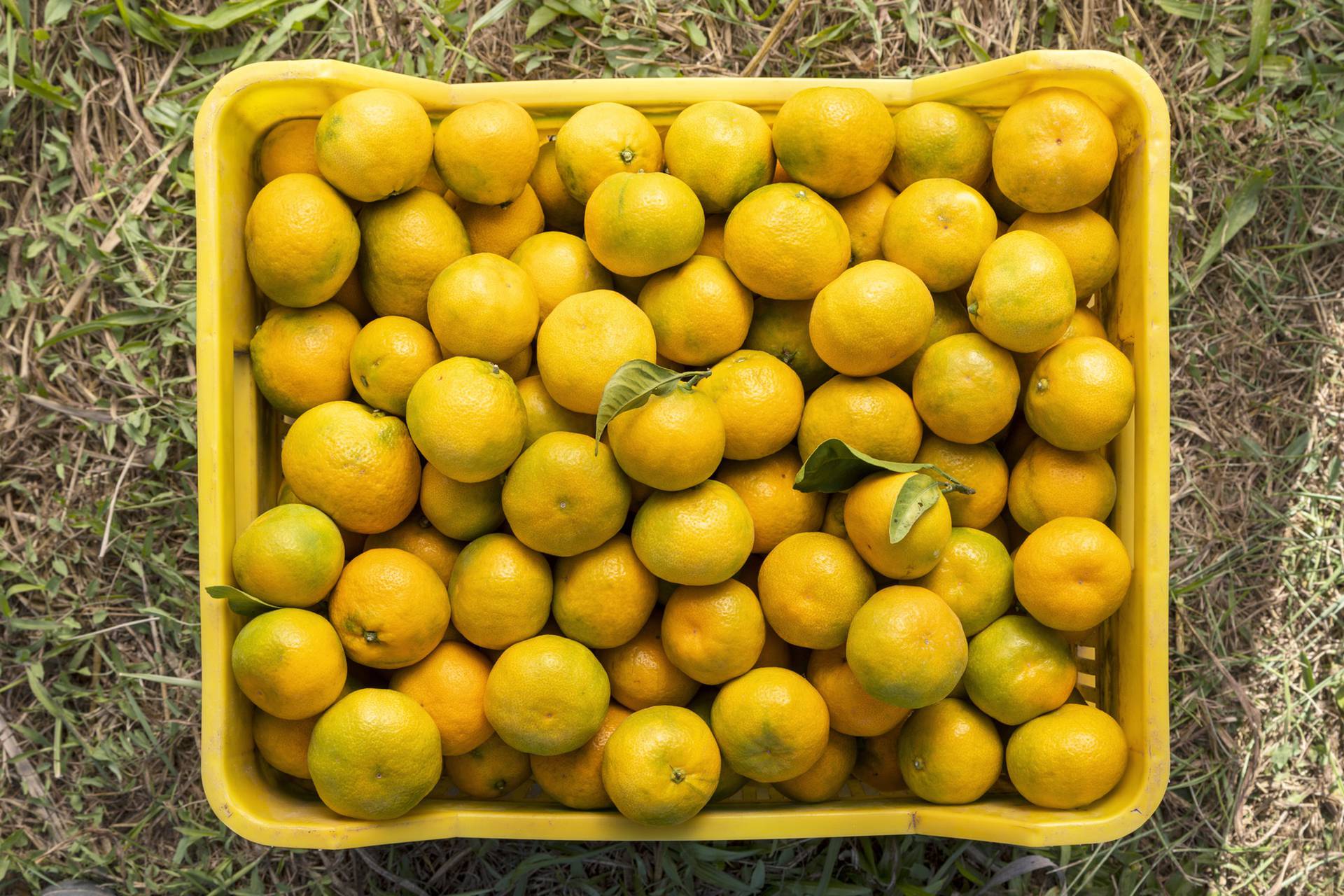 Najslađe voće za hladnije dane – kreće sezona mandarina