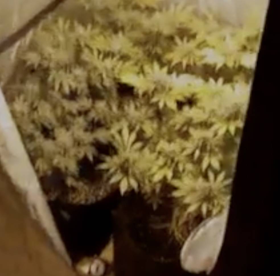 VIDEO U stanu u Puli napravio laboratorij za uzgoj marihuane