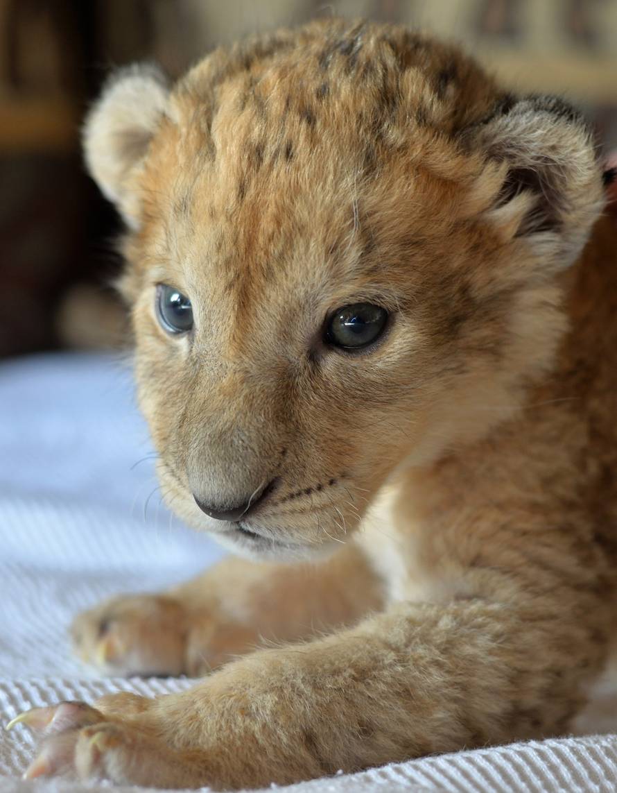 Harald Tittel/DPA/PIXSELL