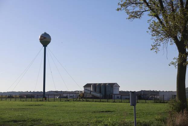 Sokolovac: Kreće eutanazija svinja, uvode se novi sigurnosni protokoli