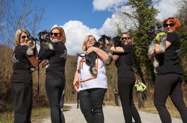 Žumberak: U organizaciji Miniature Schnauzers Croatia održano je druženje patuljastih šnaucera