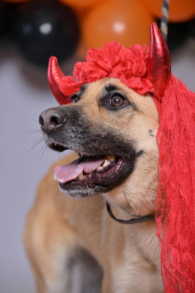 Sklonište u Dumovcu poziva na posebno jesensko udomljavanje pasa i mačaka