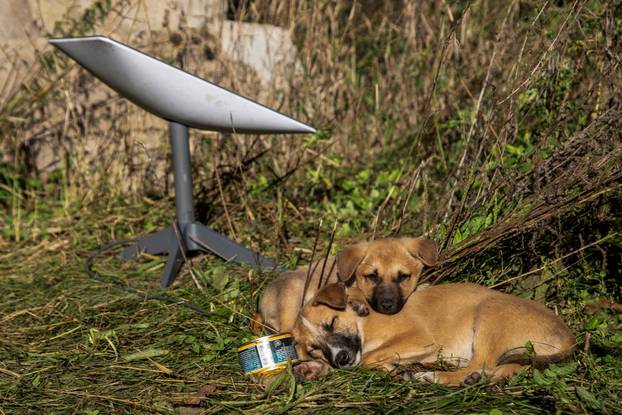 FILE PHOTO: Puppies rest next to a Starlink terminal near the town of Lyman