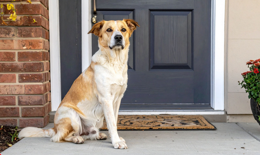 Izazvala raspravu, susjedov pas joj stalno  mokri pred vratima: 'Obitelj kaže da pretjerujem'