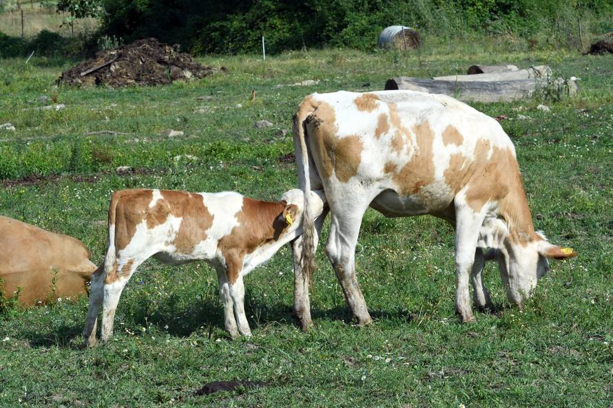 Više od stotine krava uginulo u Lonjskom polju