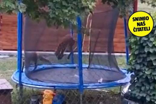 Viralna snimka iz Samobora: 'Lisice nam provale u dvorište pa skaču na našem trampolinu'
