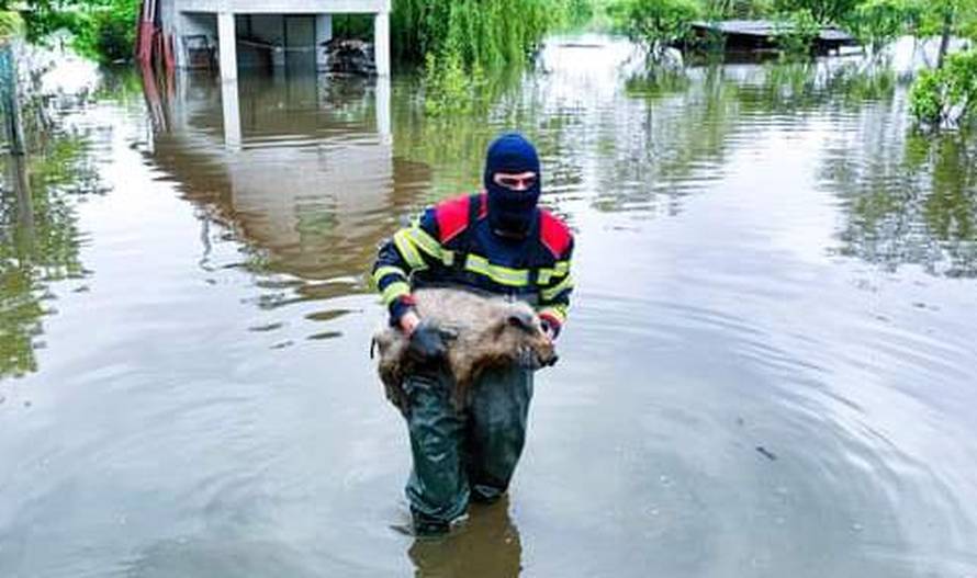 Vatrogasac kod Karlovca spasio praščića iz poplave: 'Bio je na kraju ulice, uplašen. Ali miran'