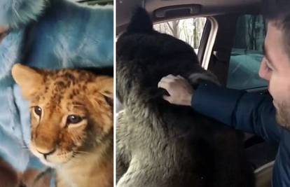 U autima voze divlje životinje: 'A što ako lav napadne curicu?'