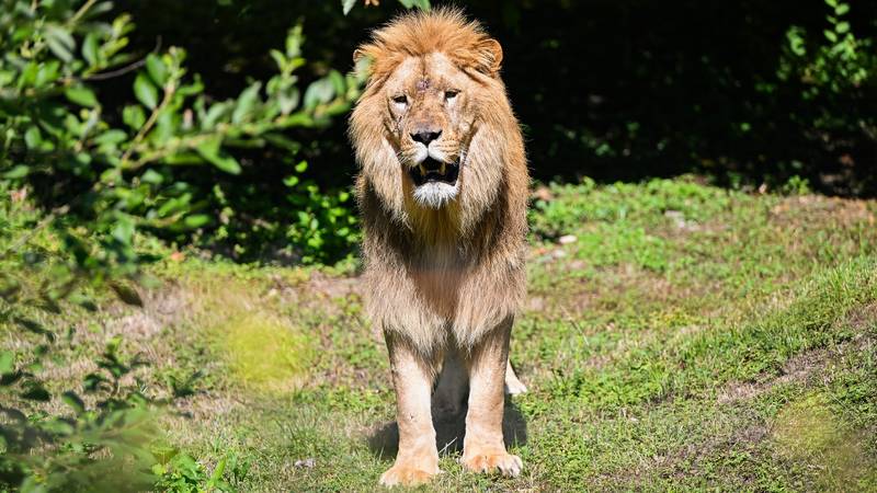 CSI ZOO Zagreb: 'Lav vjerojatno nije odrastao u čoporu, gdje bi naučio kontrolirati svoje strasti'