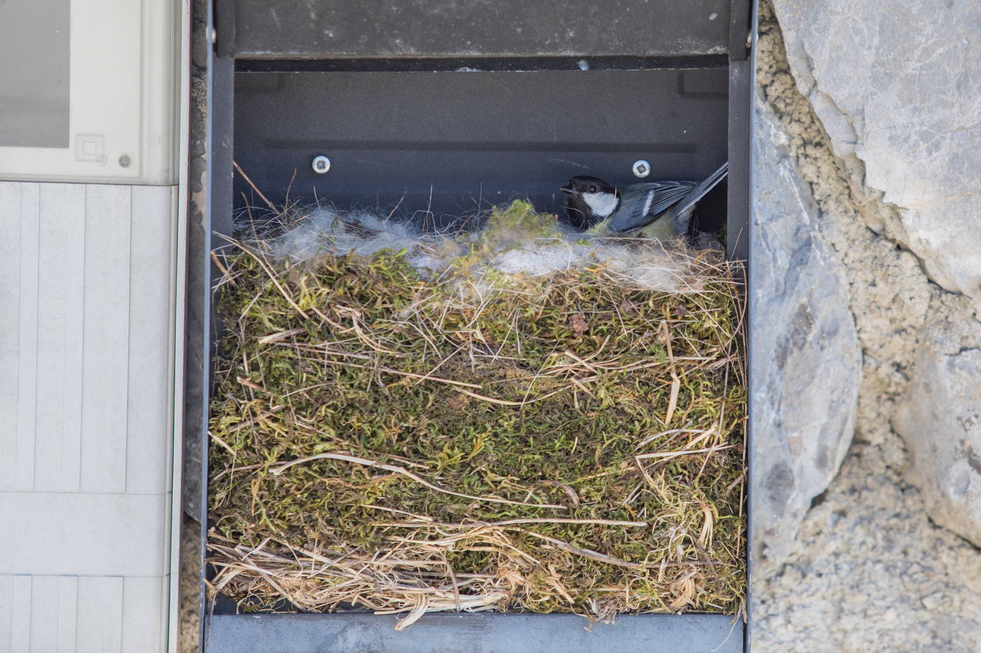 Malena ptica već četvrtu godinu svoja jaja polaže u poštanskom sandučiću mještanke Škalnice