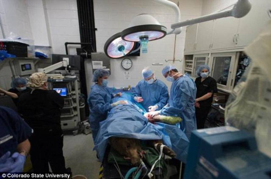 Colorado State University