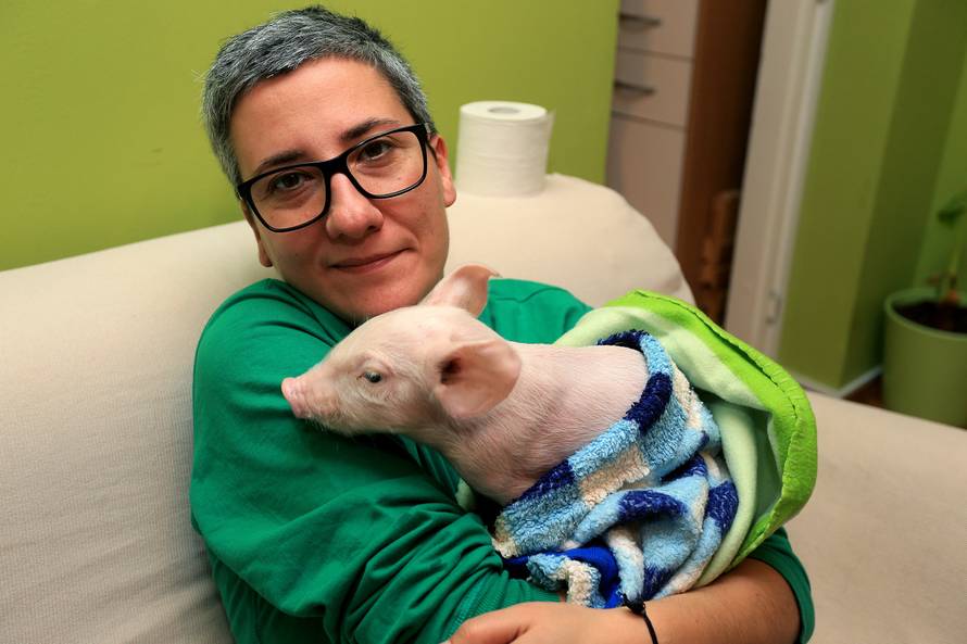 Pravo čudo u Slavoniji: Sretna prasica Ljilja preživjela Božić!