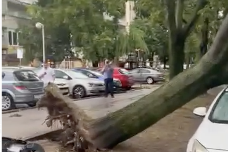 drvo palo na auto na Srednjacima