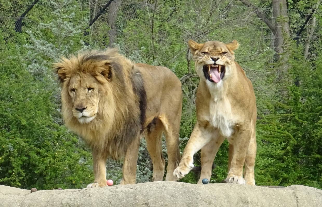 Na Uskrsni ponedjeljak ZOO počastio životinje pisanicama