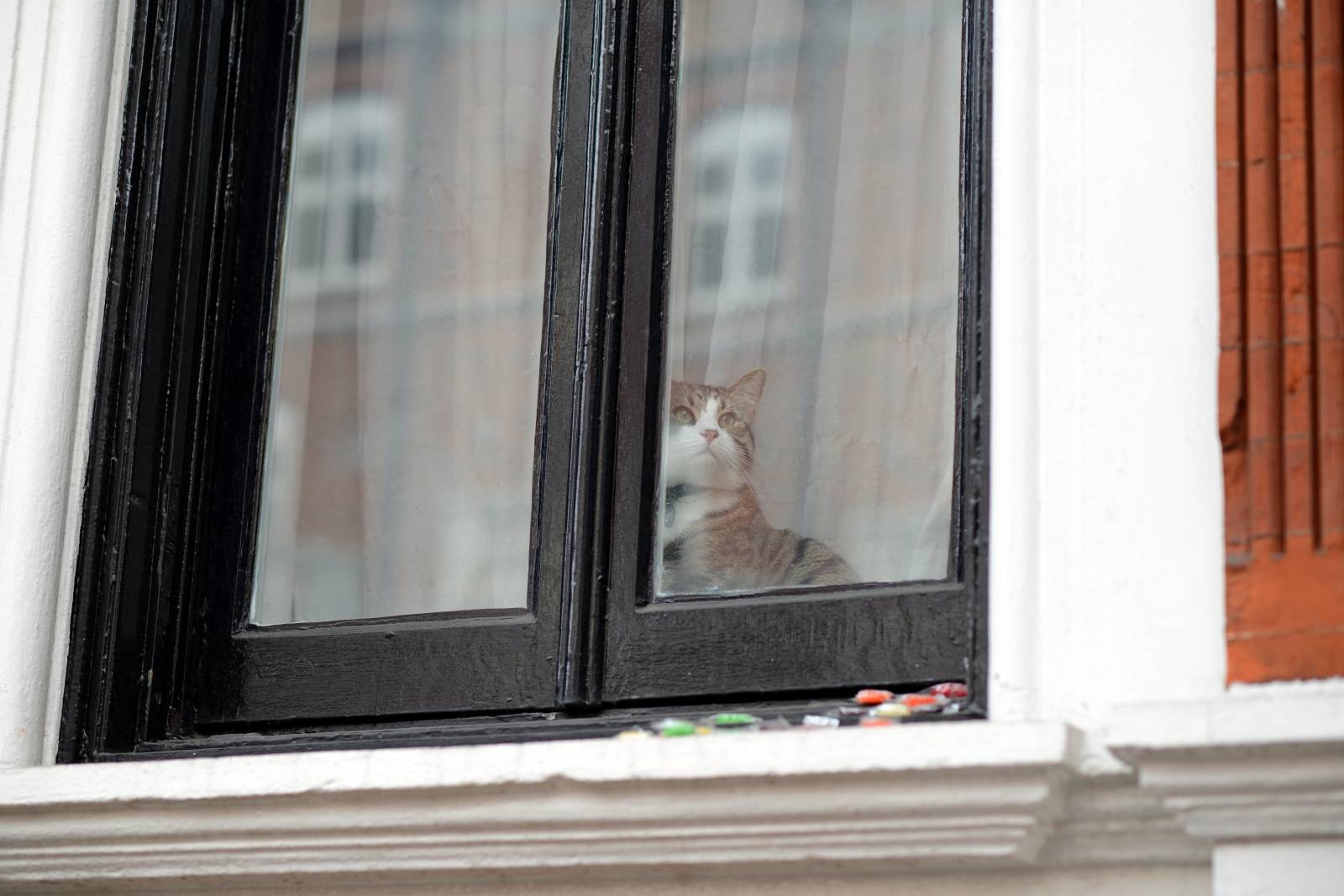 The embassy cat of Julian Assange