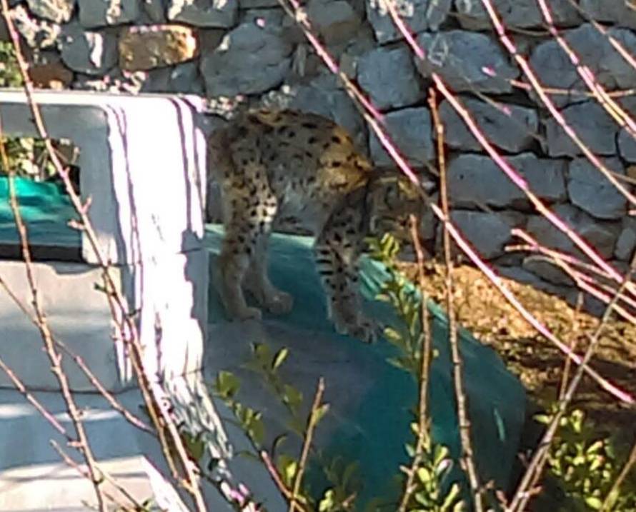 Izgubio je majku: Mali uplašeni ris luta primorskim mjestom