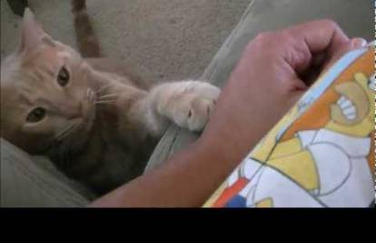 Video: Je li ovo najpristojnija mačka na svijetu? Pogledajte