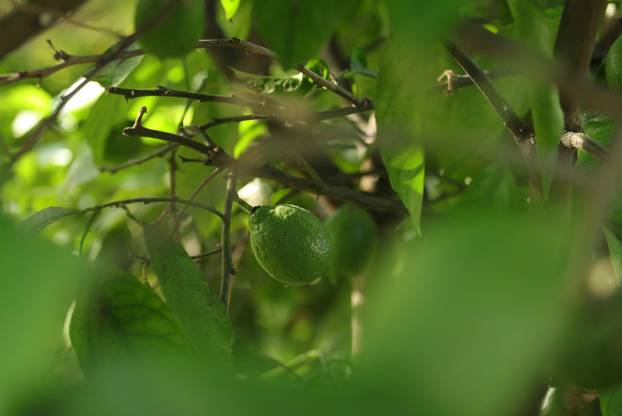 Egzotični vrt Igora Čupića
