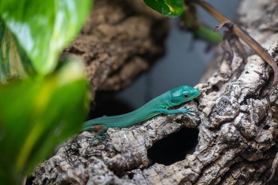 24sata Zagreb: Rodilište u Zoološkom vrtu